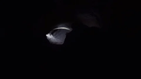 Young explorer crawls through narrow hole in cave with flashlight in his hand Stock Footage 80062371