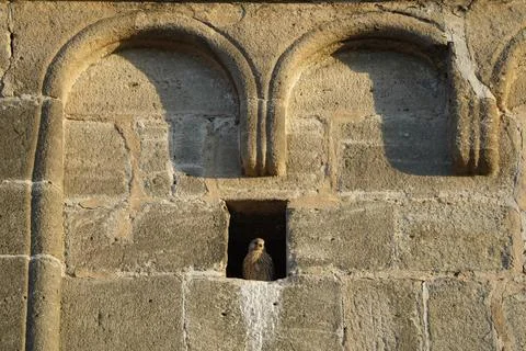 A young falcon basks in the evening sun Stock Photos