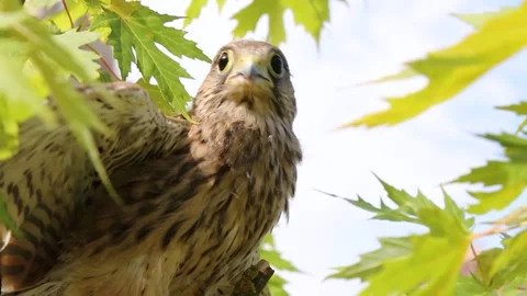 A young falcon putinets sits on the trees, against the sky. Stock Footage 246906100