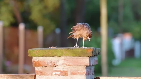 Young Falcon Rubbing Beak on Brick Post at sunset, Argentina Video stock 295970313