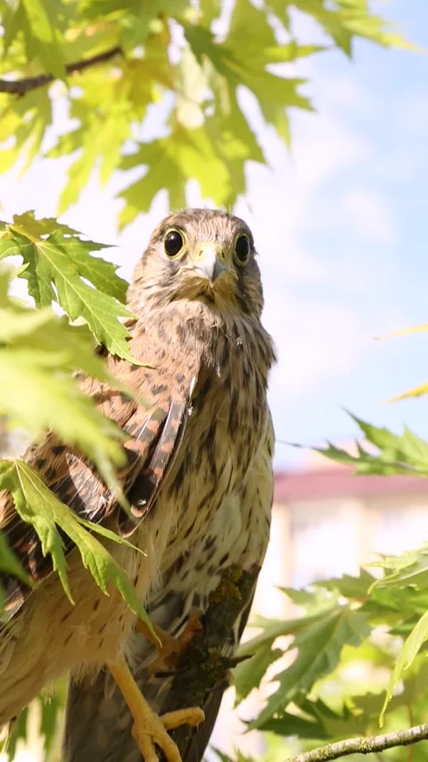 A young falcon is sitting on a tree branch in green foliage. Stock Footage 246769040