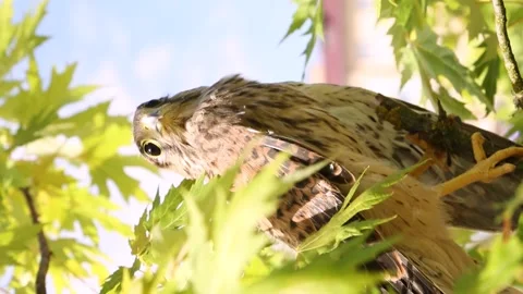 A young falcon is sitting on a tree branch in green foliage. Stock Footage 248821919