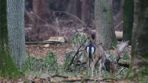 Young fallow buck attack a tree, mating time Stock Footage 99227768