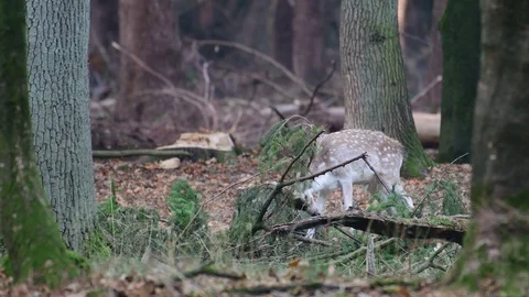 Young fallow buck fight with a tree, mating time Stock Footage 99175266
