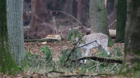 Young fallow buck fight with a tree, mating time Stock Footage 99230702