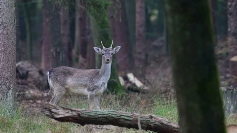 Young fallow buck standing in the forest and look, mating time Stock Footage 99175140