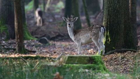 Young fallow buck standing in the forest and look, mating time Stock Footage 99233672