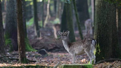 Young fallow buck standing in the forest and look, mating time Stock Footage 99238321