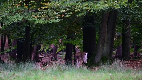 Young fallow buck standing in the forest and look, mating time Stock Footage 125799849