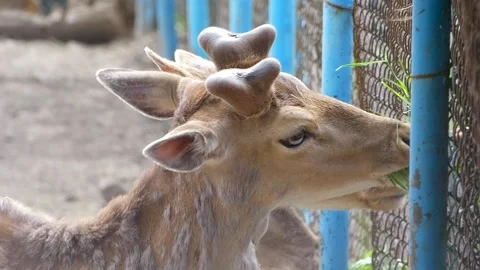 Young Fallow Deer and Roe Deer Grazing in Zoo – Close-Up Video Stock Footage 321856485