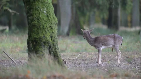 A young fallow deer are searching for food in the woods Stock Footage 334131694