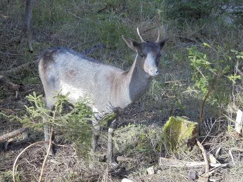 Young fallow deer between young spruce trees growing his first antlers. Stock Photos