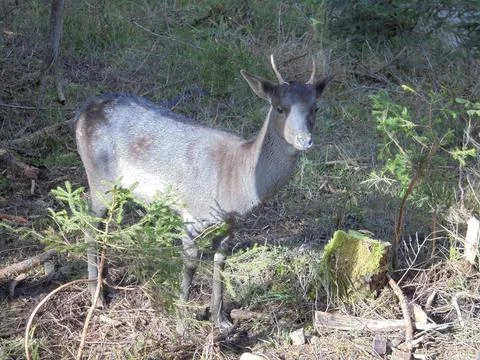 Young fallow deer between young spruce trees growing his first antlers. Stock Photos