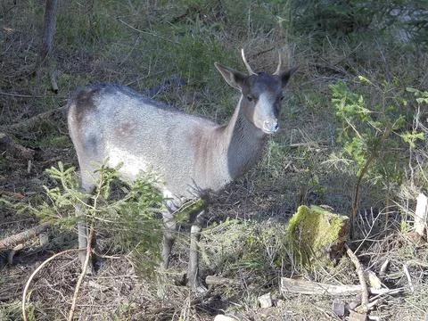 Young fallow deer between young spruce trees growing his first antlers. Stock Photos