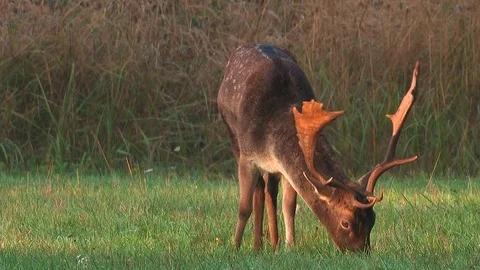 Young fallow deer buck (dama dama) in rutting season - wildlife - HD video Stock Footage 83246479
