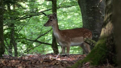 Young fallow deer buck walking in the forest Stock Footage 337736292