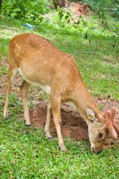 Young fallow deer  close up Stock Photos