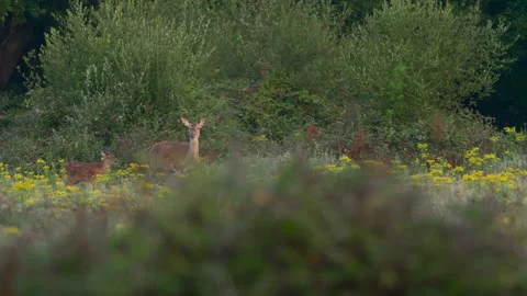 Young fallow deer doe and fawn grazing in a wild meadow Stock Footage 135679280
