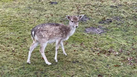 Young Fallow Deer eating grass on a rainy day Stock Footage 259067430