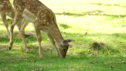 Young fallow deer fawns walking on green grass, cute spotted deer in sunny Stock Footage 332646785