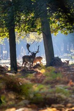 A young fallow deer in a forest during rutting season during the morning hours. Stock Photos