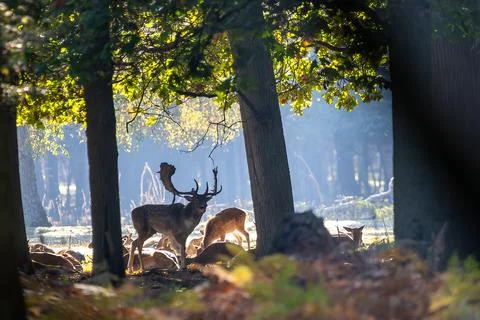 A young fallow deer in a forest during rutting season during the morning hours. Stock Photos