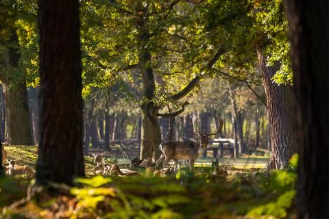 A young fallow deer in a forest during rutting season in the morning. Stock Photos