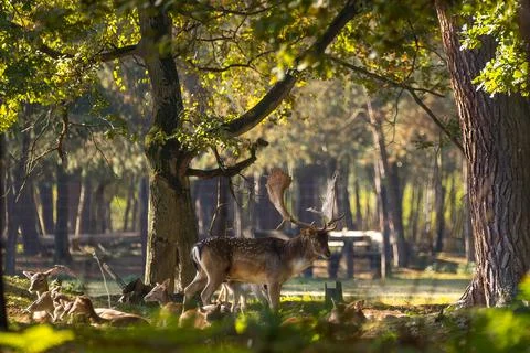 A young fallow deer in a forest during rutting season in the morning. Stock Photos