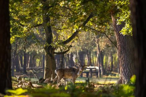 A young fallow deer in a forest during rutting season in the morning. Stock Photos