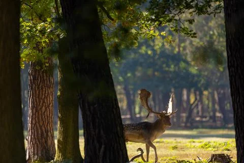 A young fallow deer in a forest during rutting season in the morning. Stock Photos