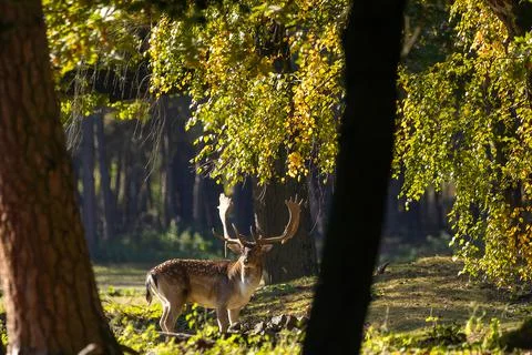 A young fallow deer in a forest during rutting season in the morning. Stock Photos