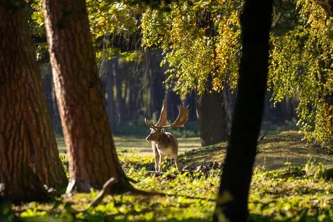 A young fallow deer in a forest during rutting season in the morning. Stock Photos