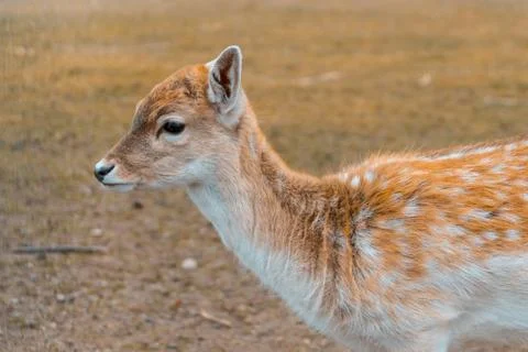 Young fallow deer in the forest Stock Photos