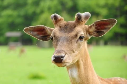 Young fallow deer head. Stock Photos