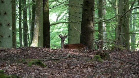 Young fallow deer lying down in the forest Stock-Footage 337736376