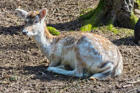 Young fallow deer lying on the ground in the forest Stock Photos