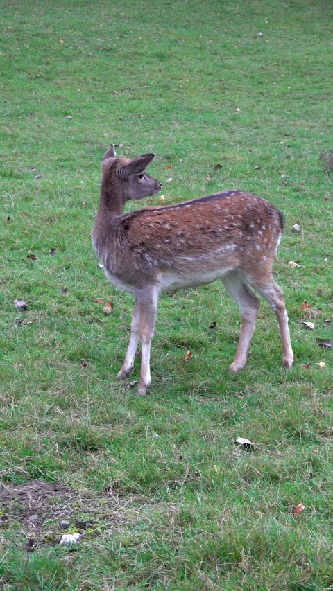 Young fallow deer on a meadow pasture Stock Footage 254445355
