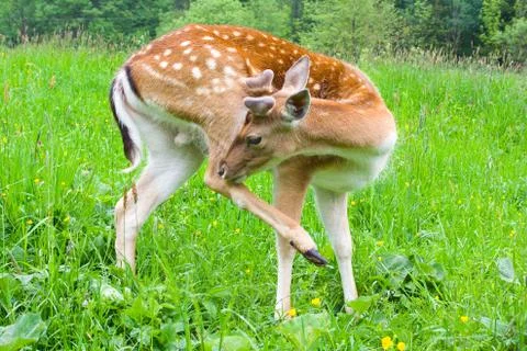 Young fallow deer Fotos de archivo