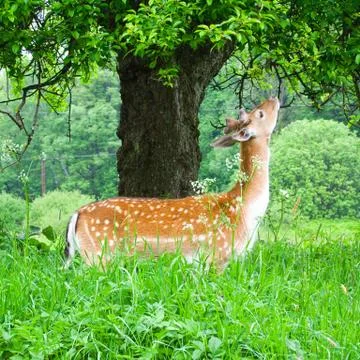 Young fallow deer 스톡 사진