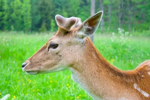 Young fallow deer Stock Photos