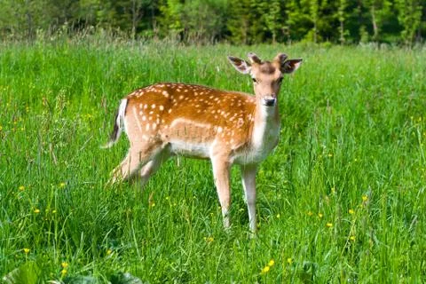 Young fallow deer 스톡 사진
