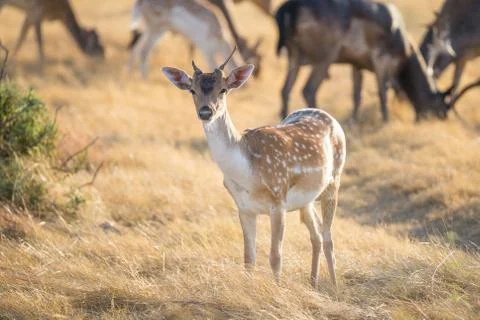 Young Fallow Deer Foto stock