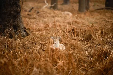 Young Fallow Deer Resting in Dry Grassland Stock Photos