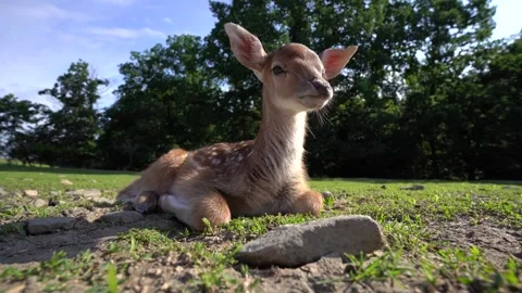 Young fallow deer resting peacefully in a grassy field Stock Footage 340170563