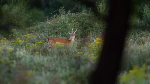 A young fallow deer stag in a wild meadow Video stock 135679344