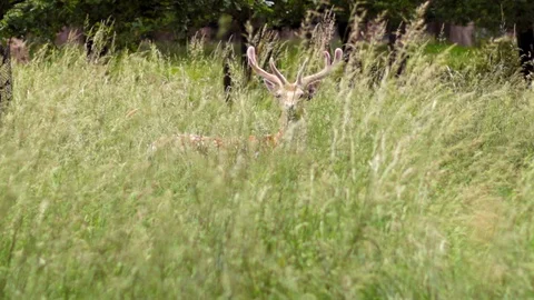 Young fallow deer standing in long grass turns and runs away towards trees. Stock Footage 105199877