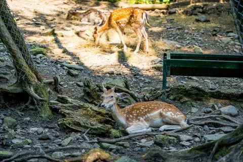 Young fallow deers in the forest resting on sunny day in european woods, Stock Photos