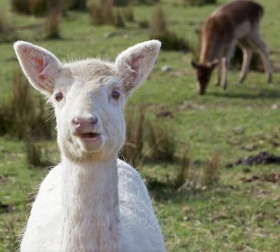 Young fallow doe Stock Photos