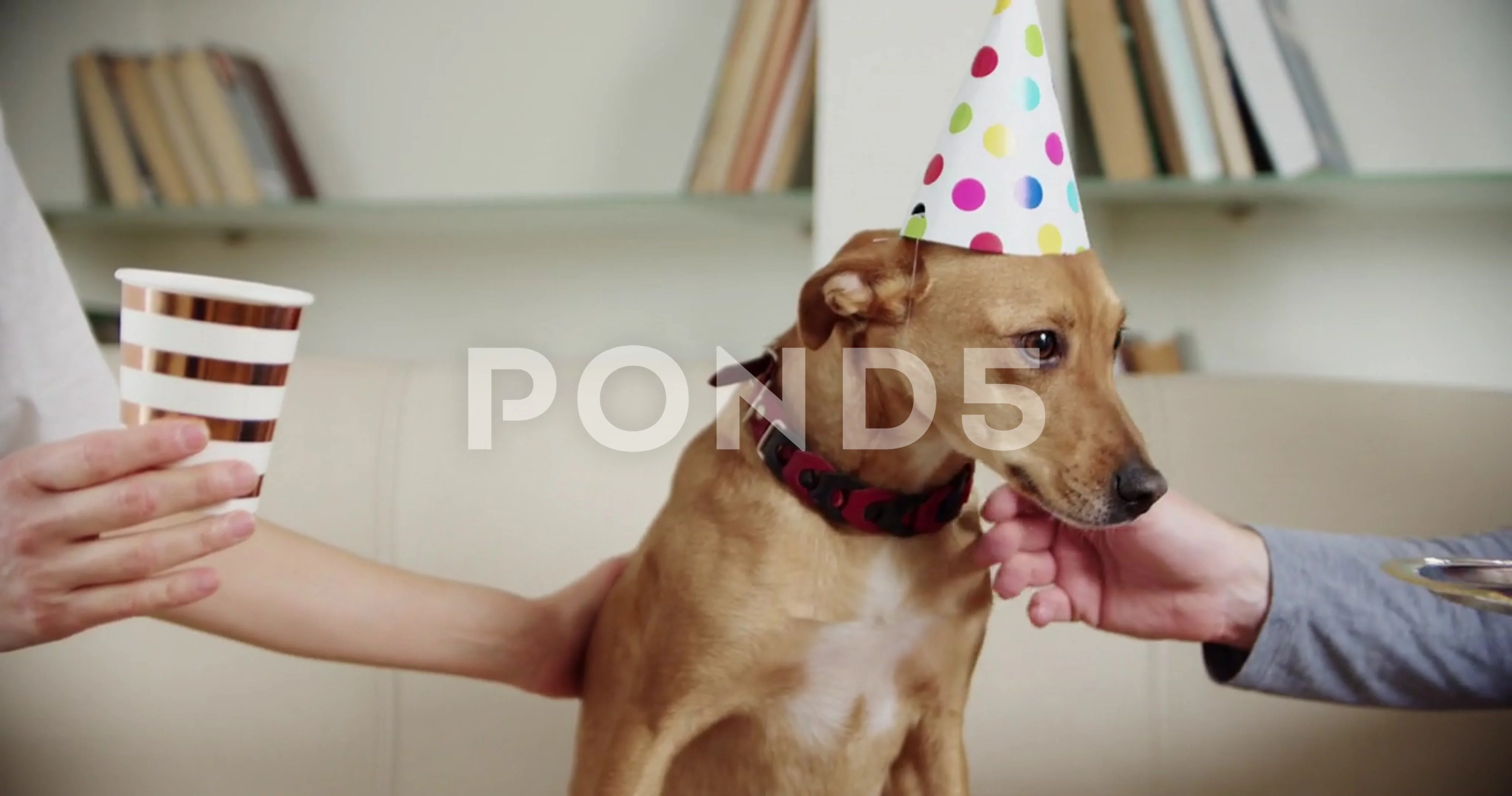 dog party hat kmart