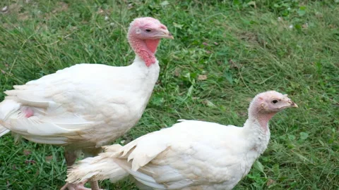 Young Farm Turkeys Stock Footage 130584619